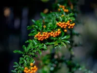 IMG_1272.webp IMG_1272.webp