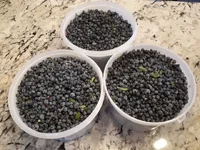 3gal.webp