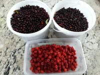2gal.webp